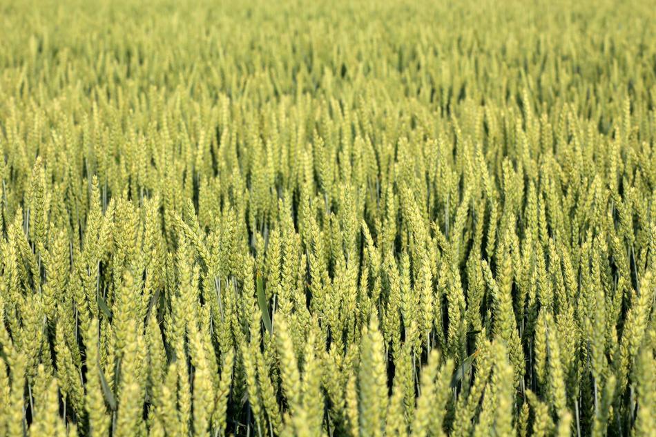 spring field nature is beautiful