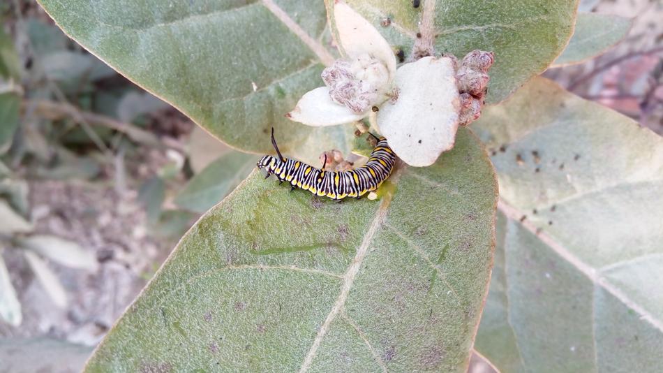 a little caterpillar on a flower