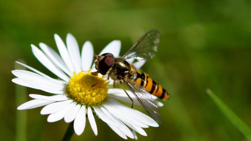 Nature Insect