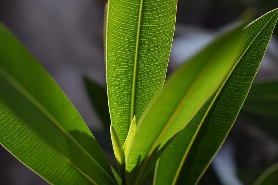 Foliage Plant Green Leaf