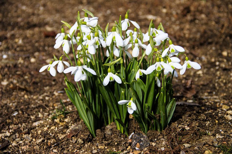 Snowdrops Flowers Primroses Spring