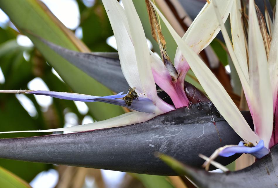 Garden Plants Outbreak