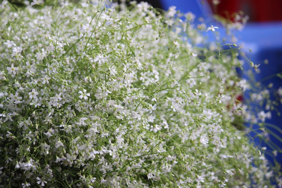 Season Flower Flora
