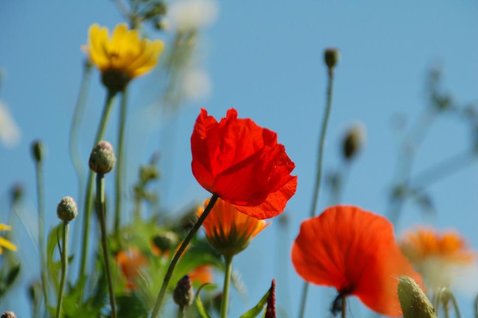 Nature Plant Summer