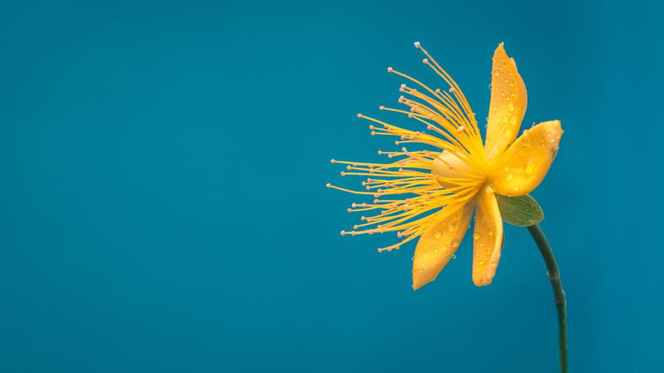 Flower Blue Yellow