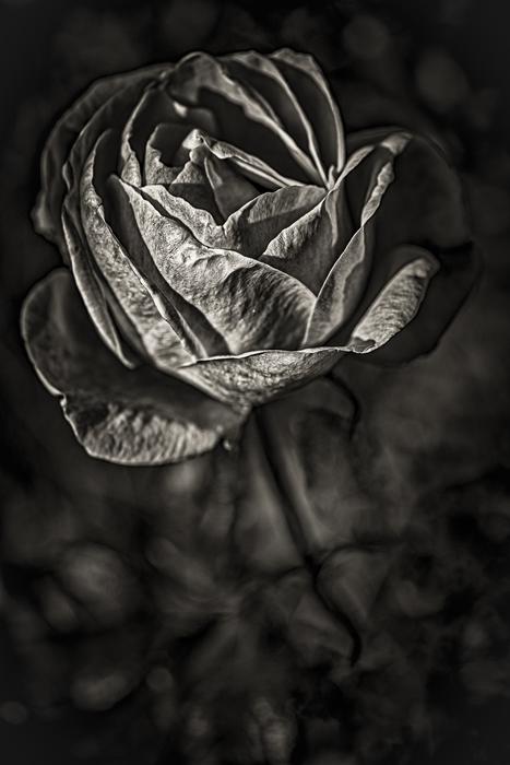 Rhodes Rose White
