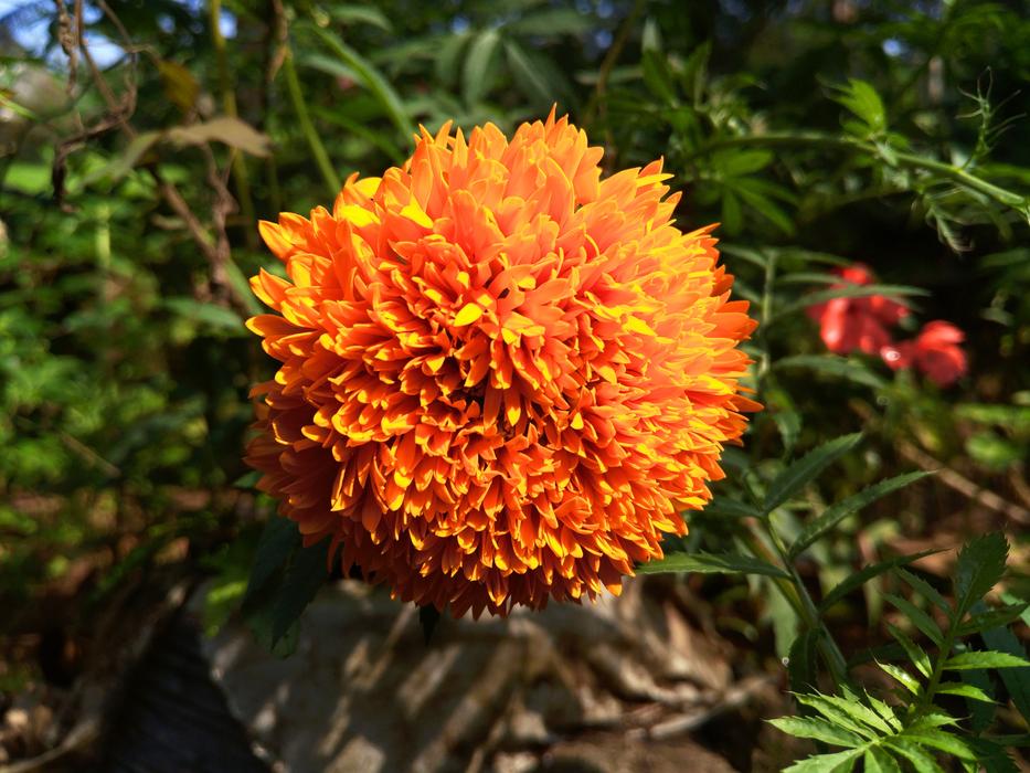 Flora Nature Flower