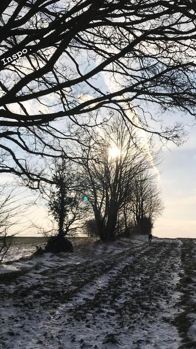 Tree Nature Winter