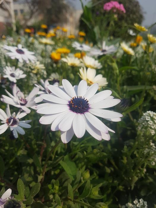 Flower Flora Nature