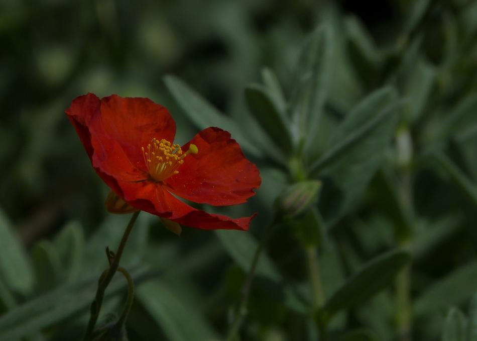 Single Flower Red