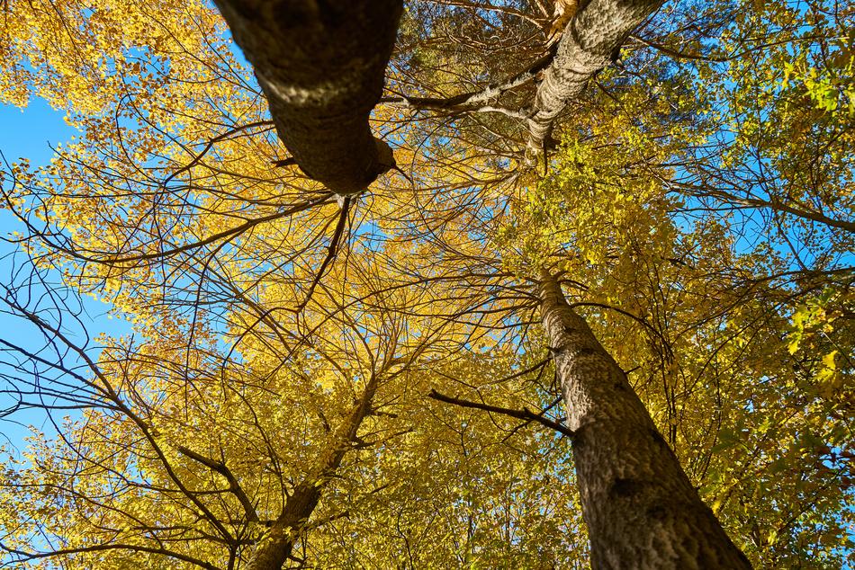 autumn forest top view