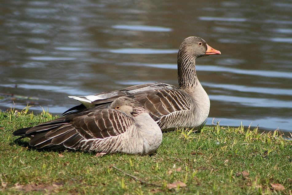 Goose Nature Bird