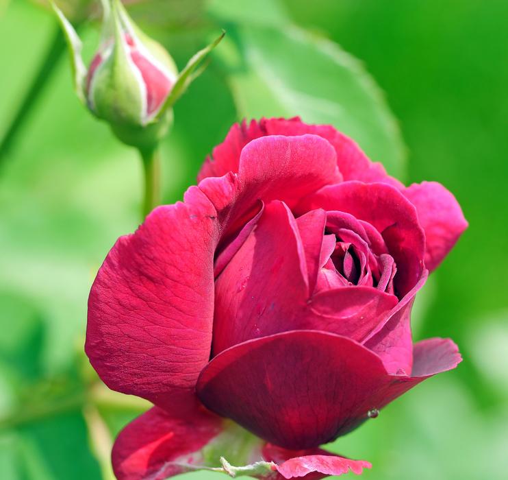 Floribunda Blossom Bloom