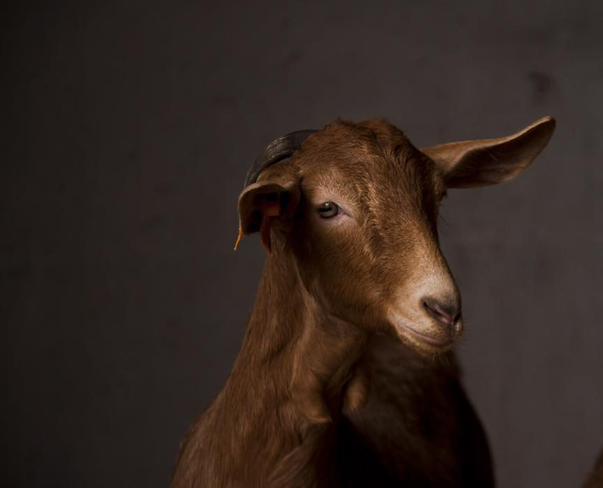 Mammalia Portrait Animalia
