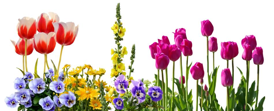 Pansy Tulips Spring