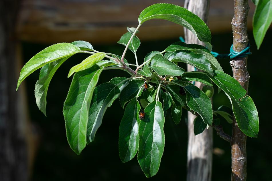 Branch Apple Tree