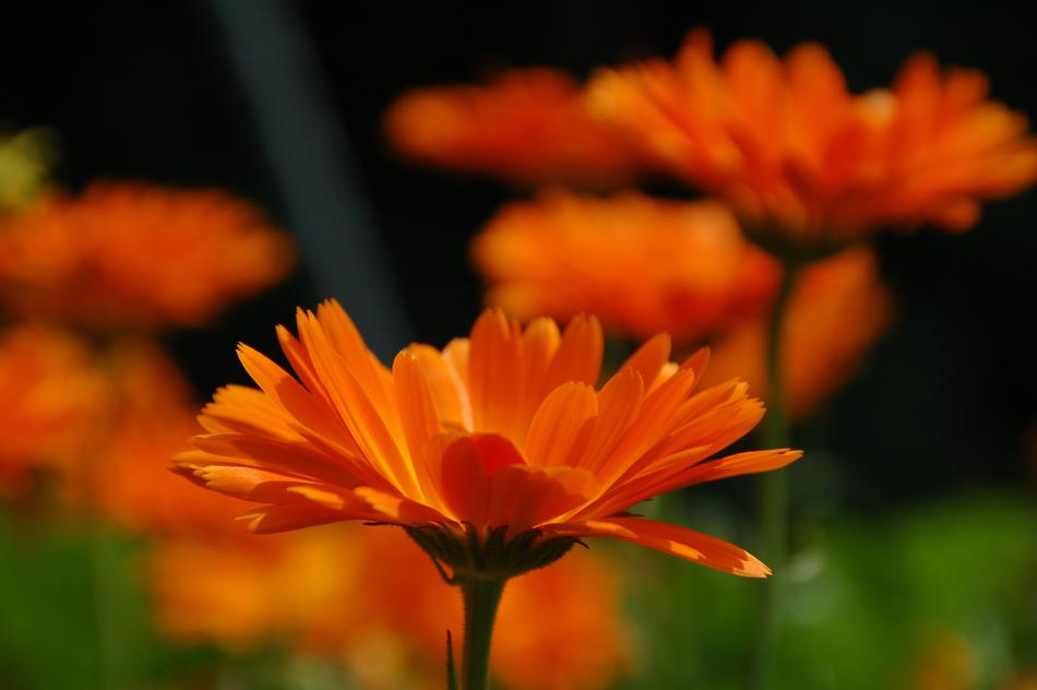 Nature Plant Petal