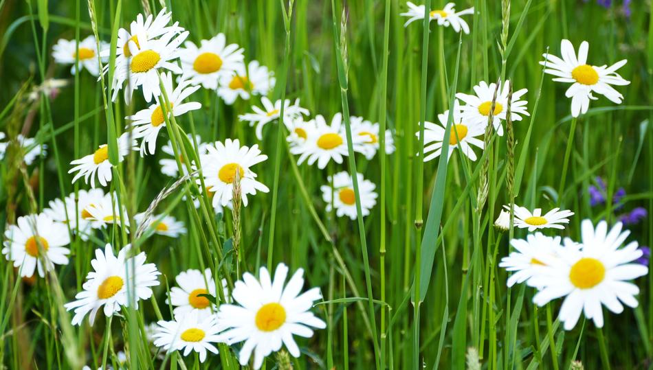 Landscape Nature Daisies