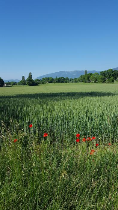 Nature Field Summer