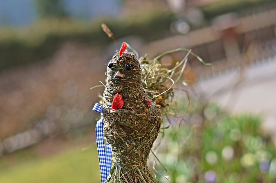 Nature Grass Animal