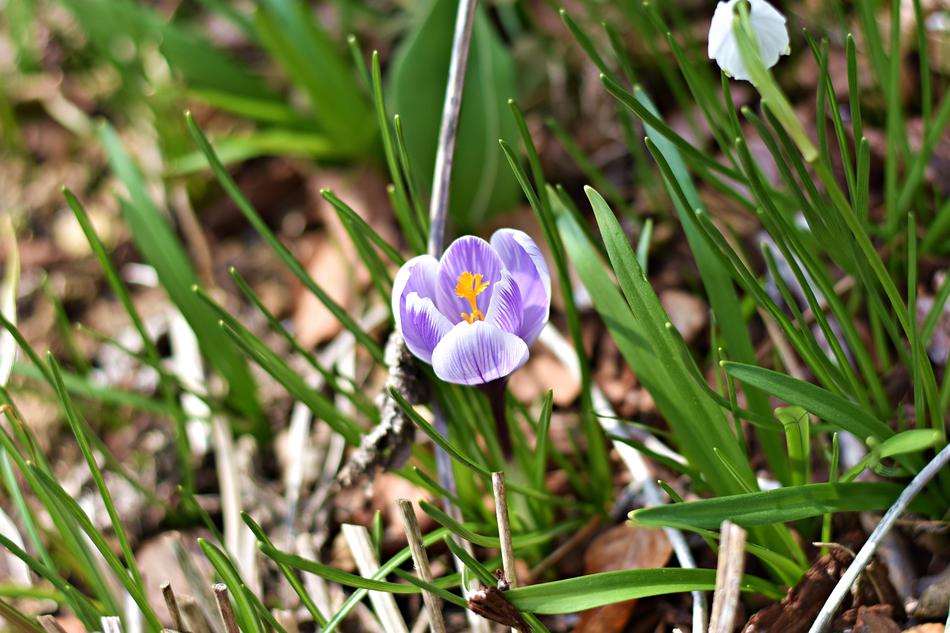Nature Plant Flower