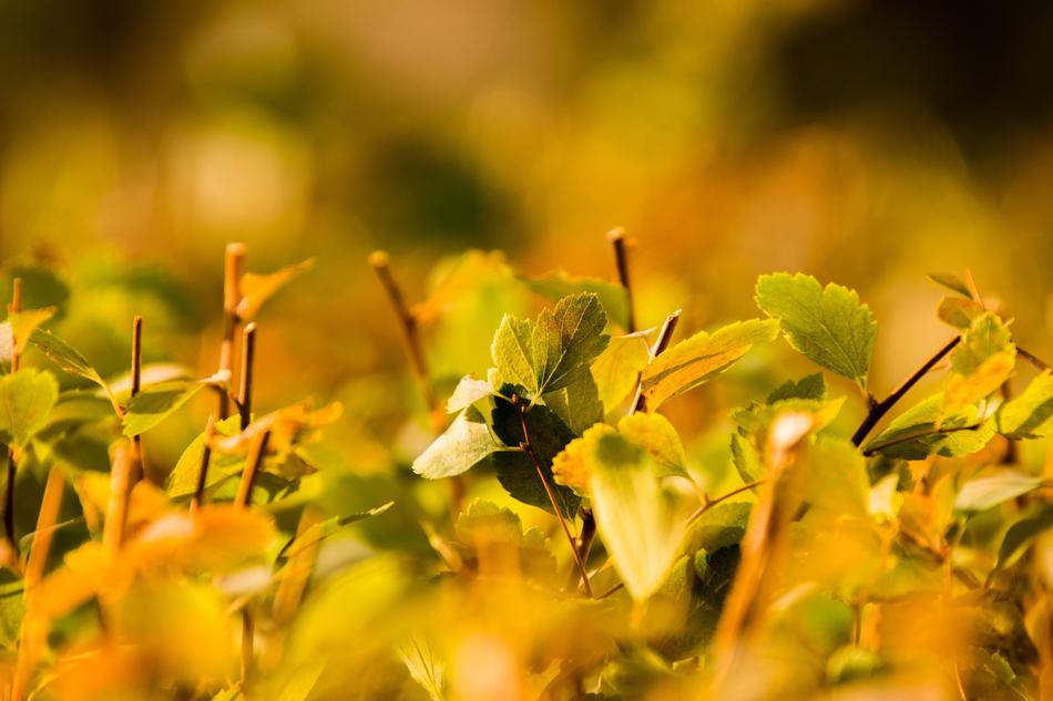 Nature Leaf Plant