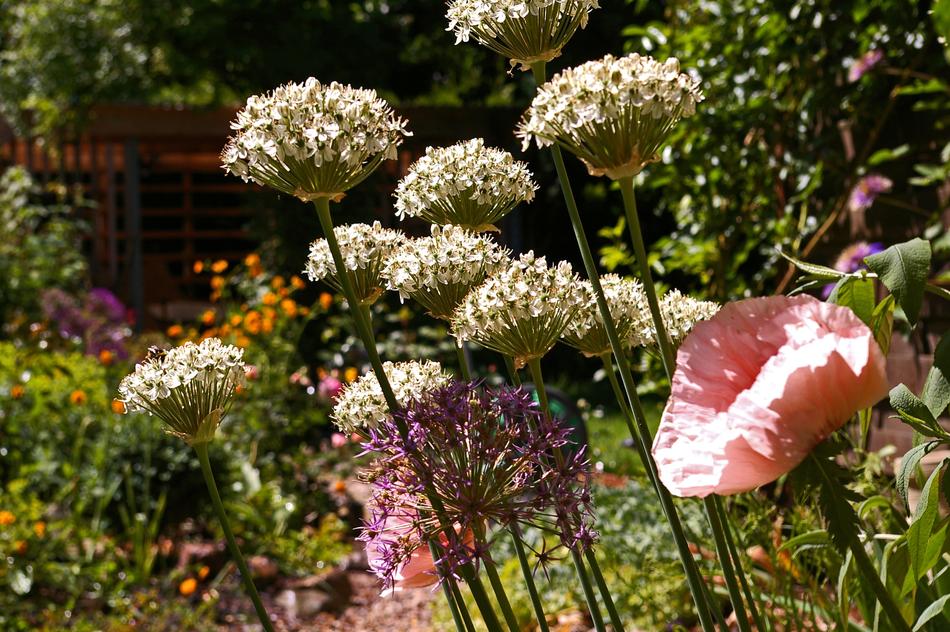 Ornamental Onion White Zierlauch