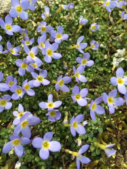 little flowers background