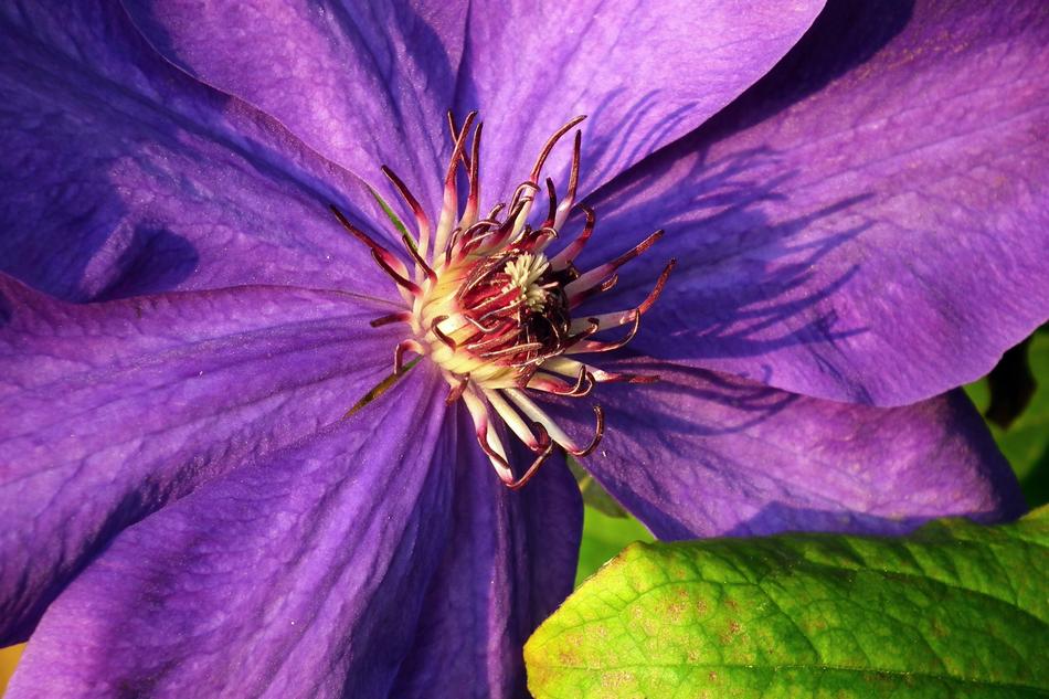 purple blossoms in the garden