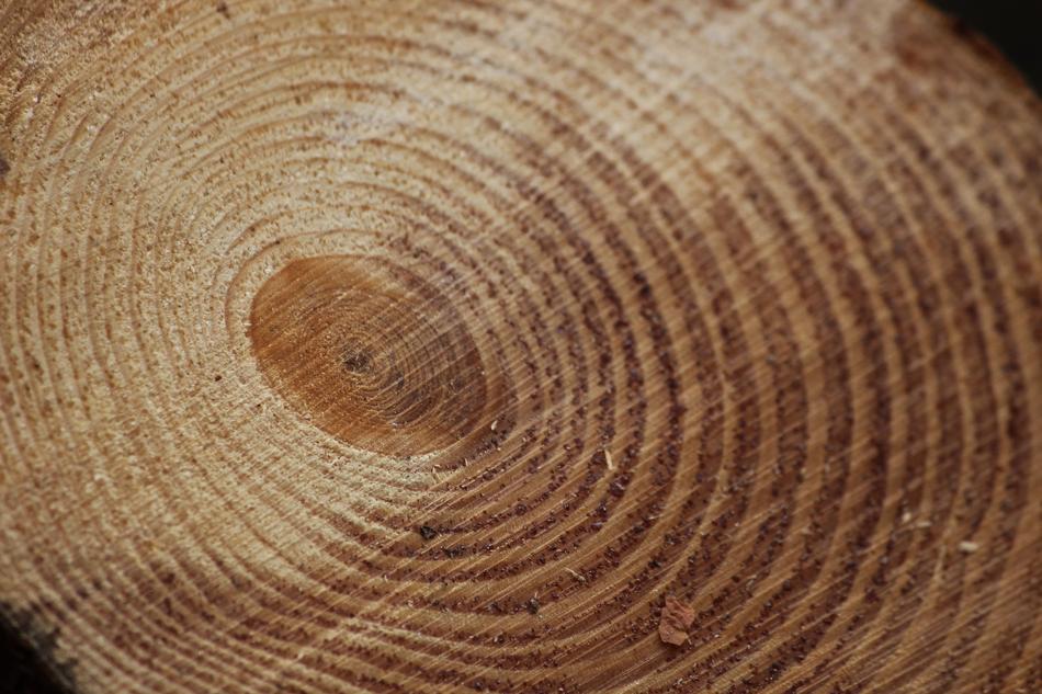 Pine Annual Rings Background