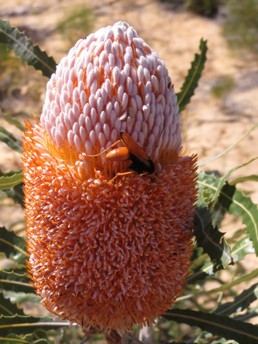 Plant National