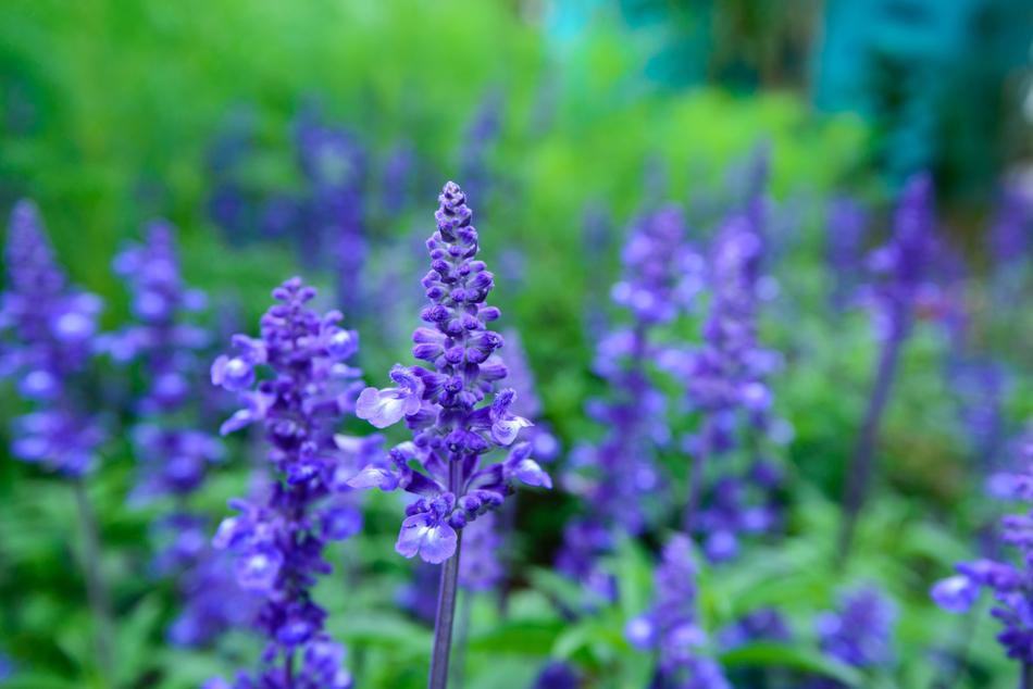 Lavender Natural United In Purple