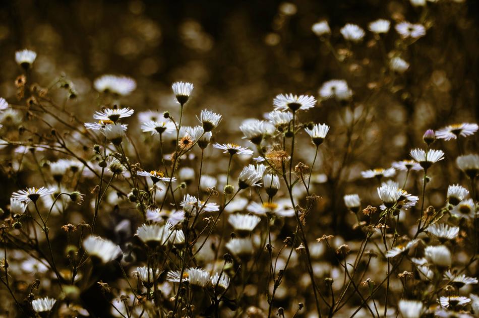 Nature Flower Plant