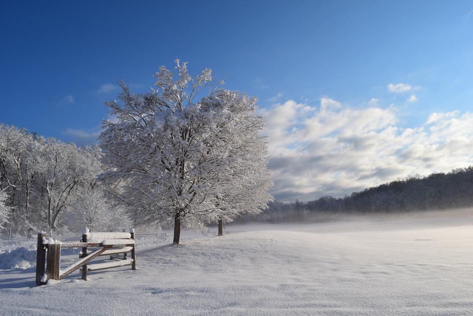 Snow Tree Winter