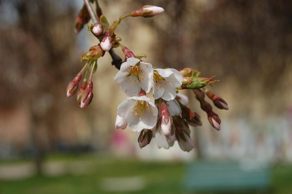 Flower Outdoors