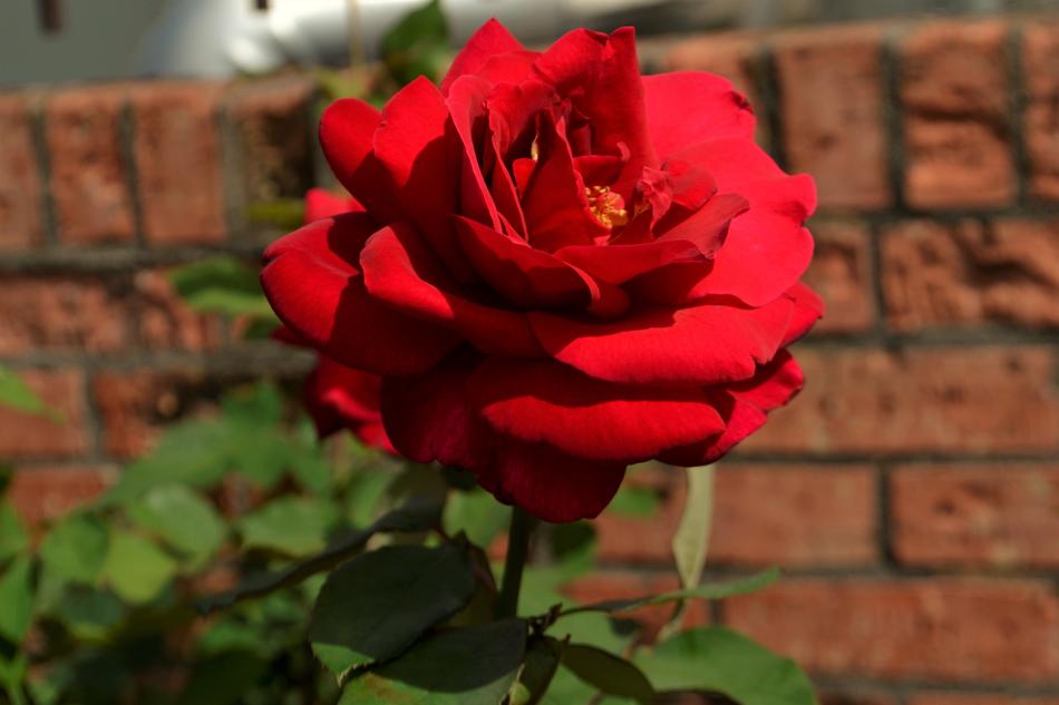 home rose plant