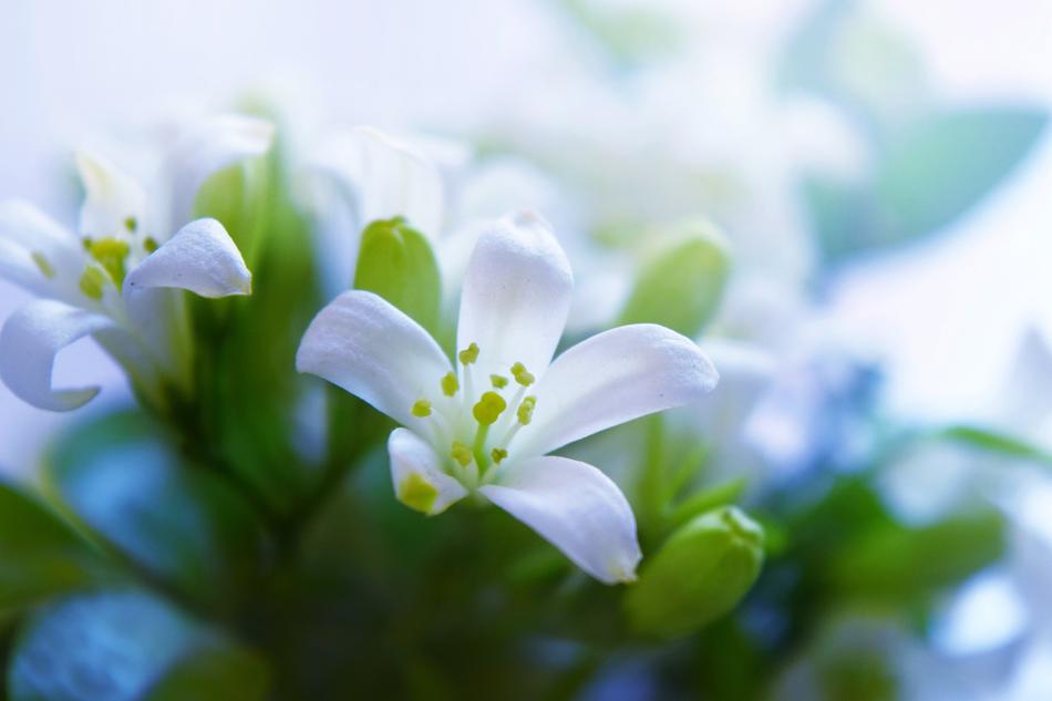 white flower in the garden nature