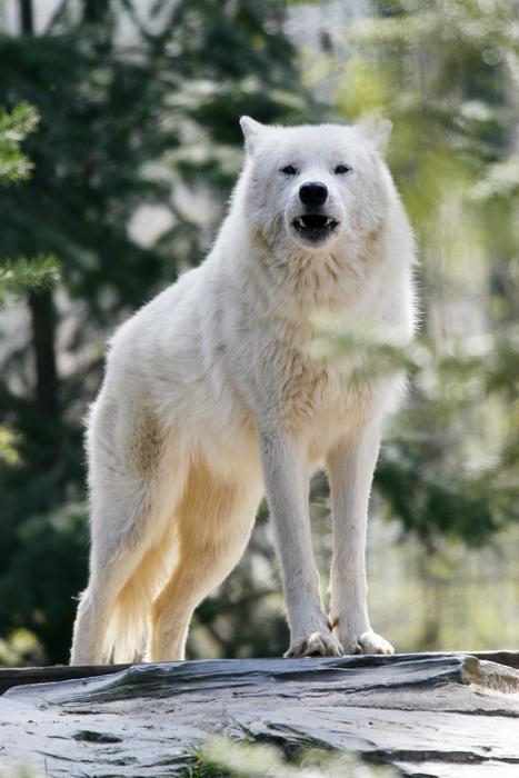 Nature Mammal Animal