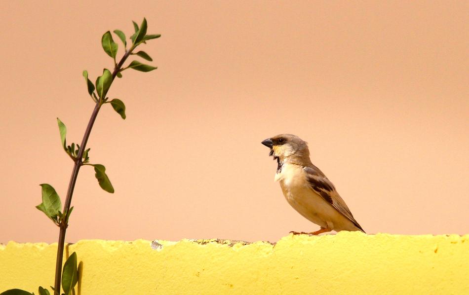 Nature Birds No Person