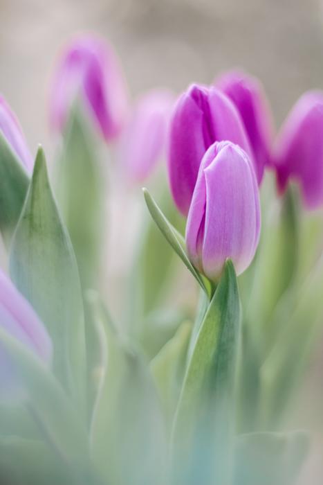 Nature Plant Flower