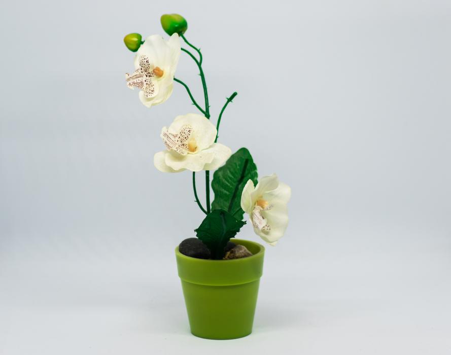 Growth Flower Vase