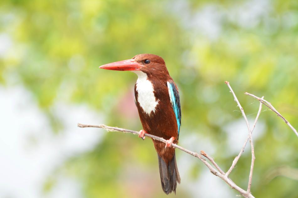 Nature Wildlife Bird