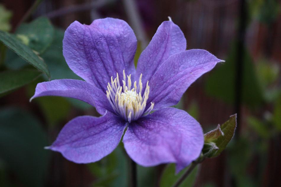 Clematis Blossom Bloom