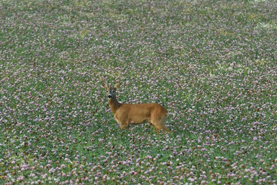 Venison Roebuck Lawn