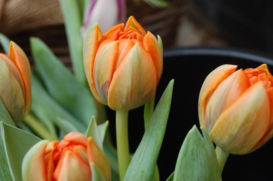 Flower Tulip Floral