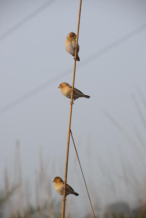 Gymnoris serrated on a branch