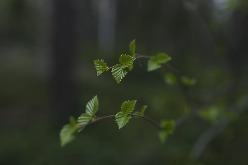 Birch Leaves Spring