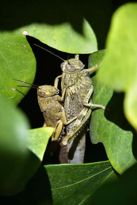 Nature Invertebrate Insect Wild