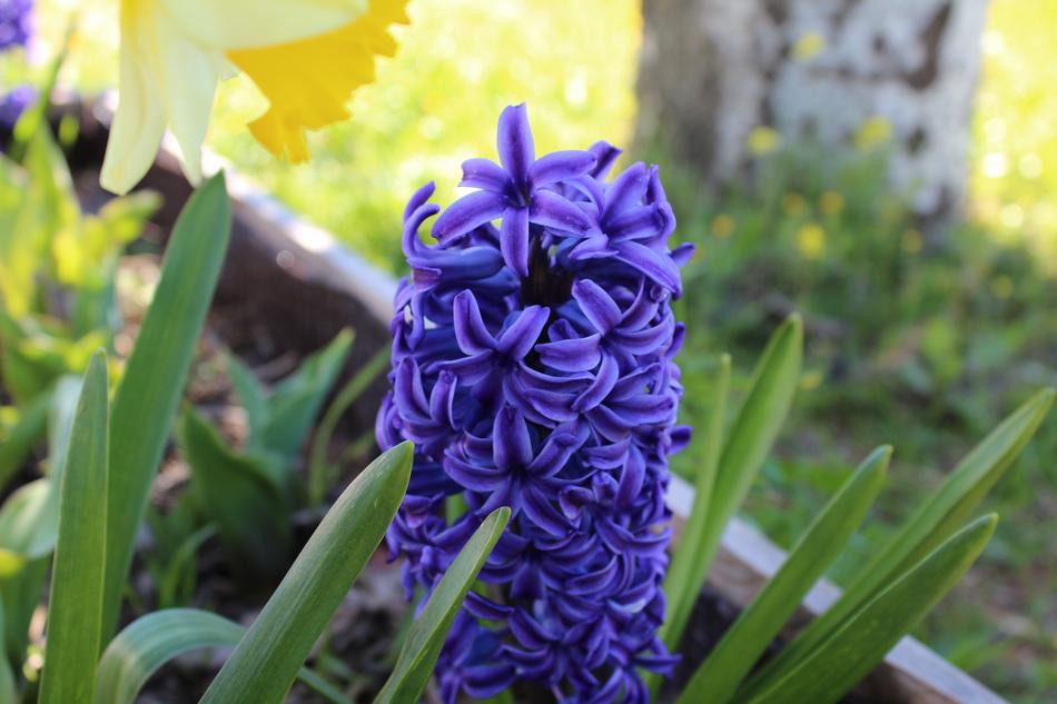 Flower Plant Nature