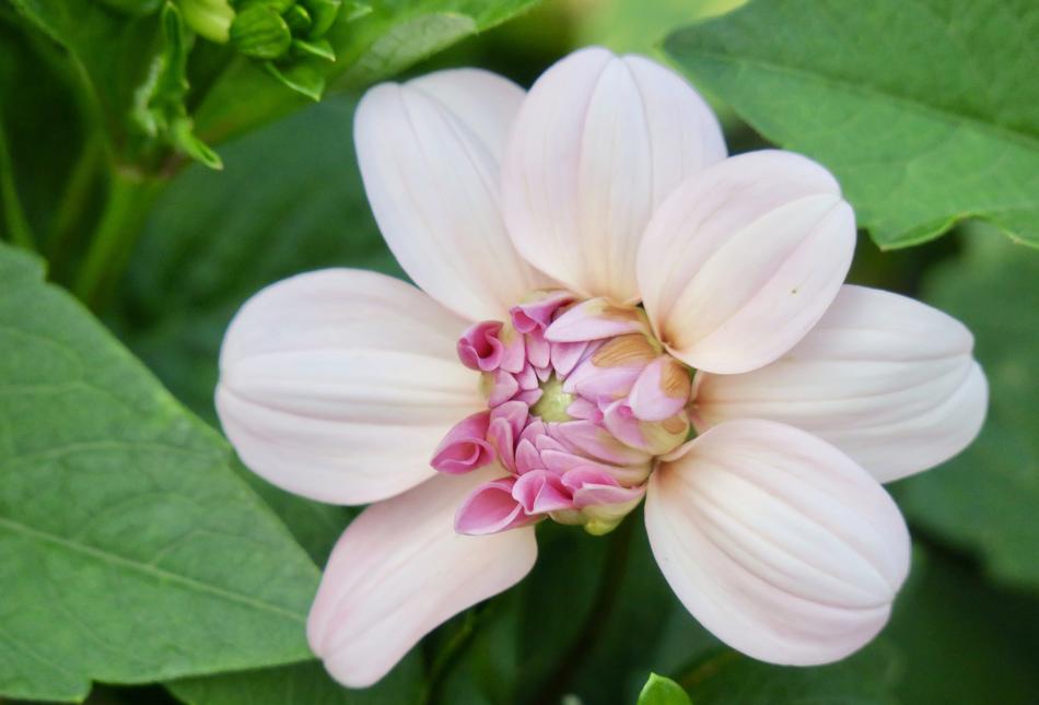 Nature Flower Plant